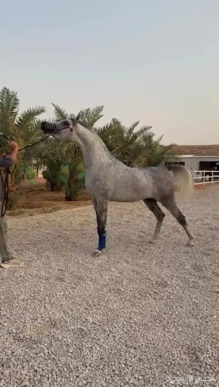 متوفر ايواء خيل الرياض ( ديراب ) خلف مركز الملك عبدالعزيز 1