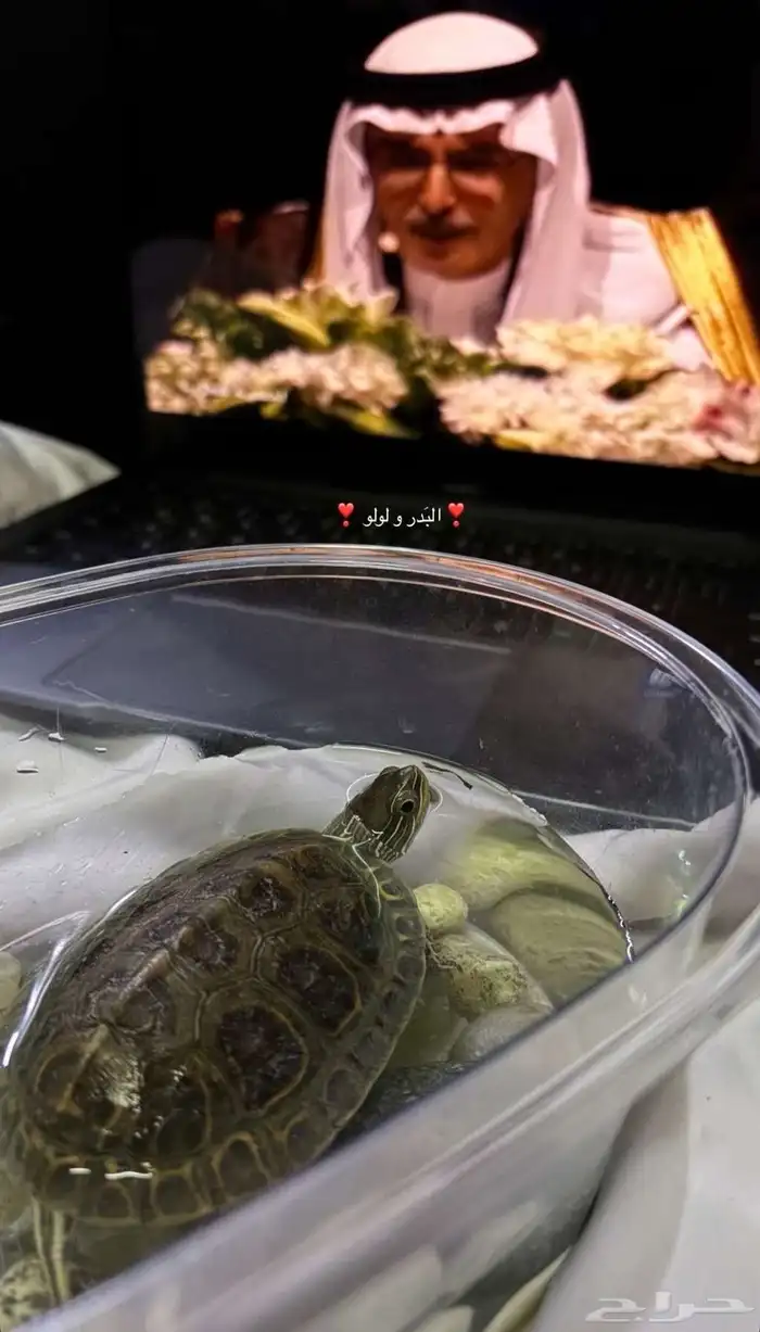 سحلفة  للبيع 1