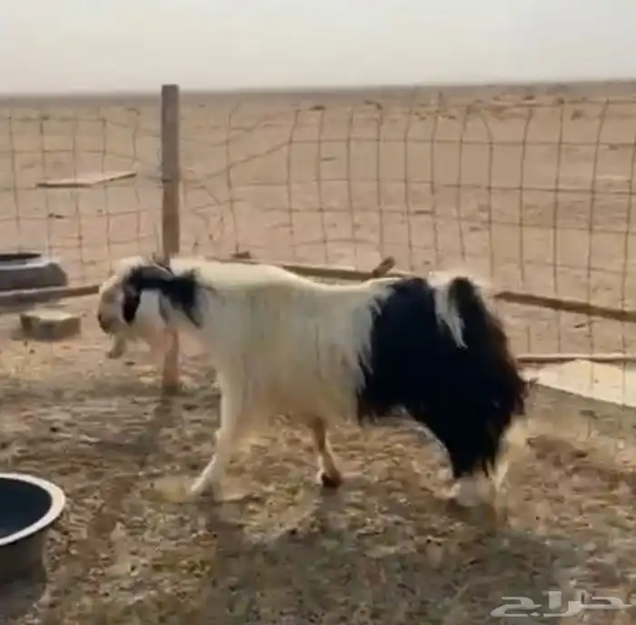 تبس فحل مشروط 0