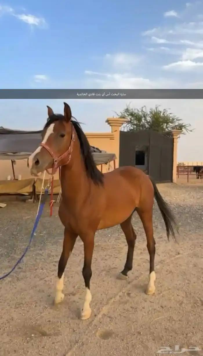 حصان واهو وفرسين ومهره واهو للبيع 3