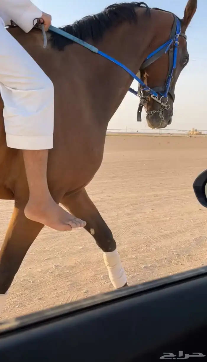 فرس انقليزيه 0