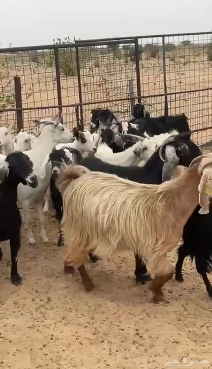 معزا مراح واحد ونظيفه فواخر بيشيات وعوارض دفيع 2