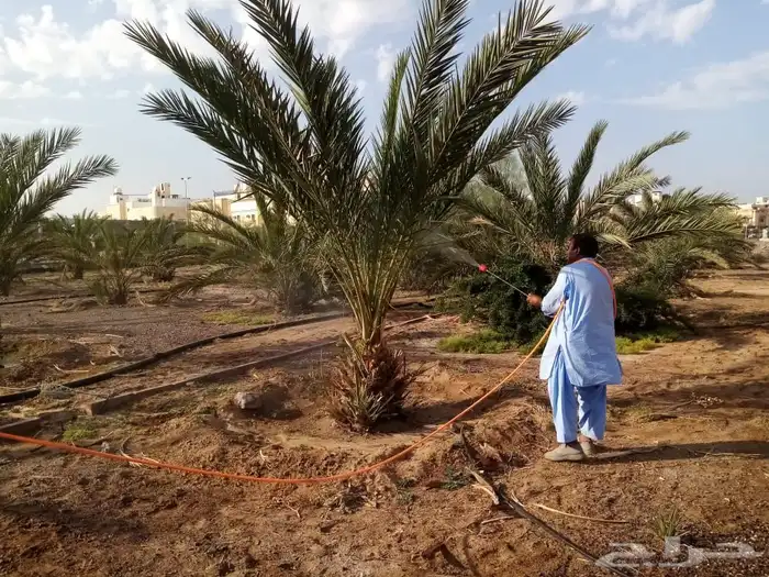 صيانة وتنظيف المزارع 15