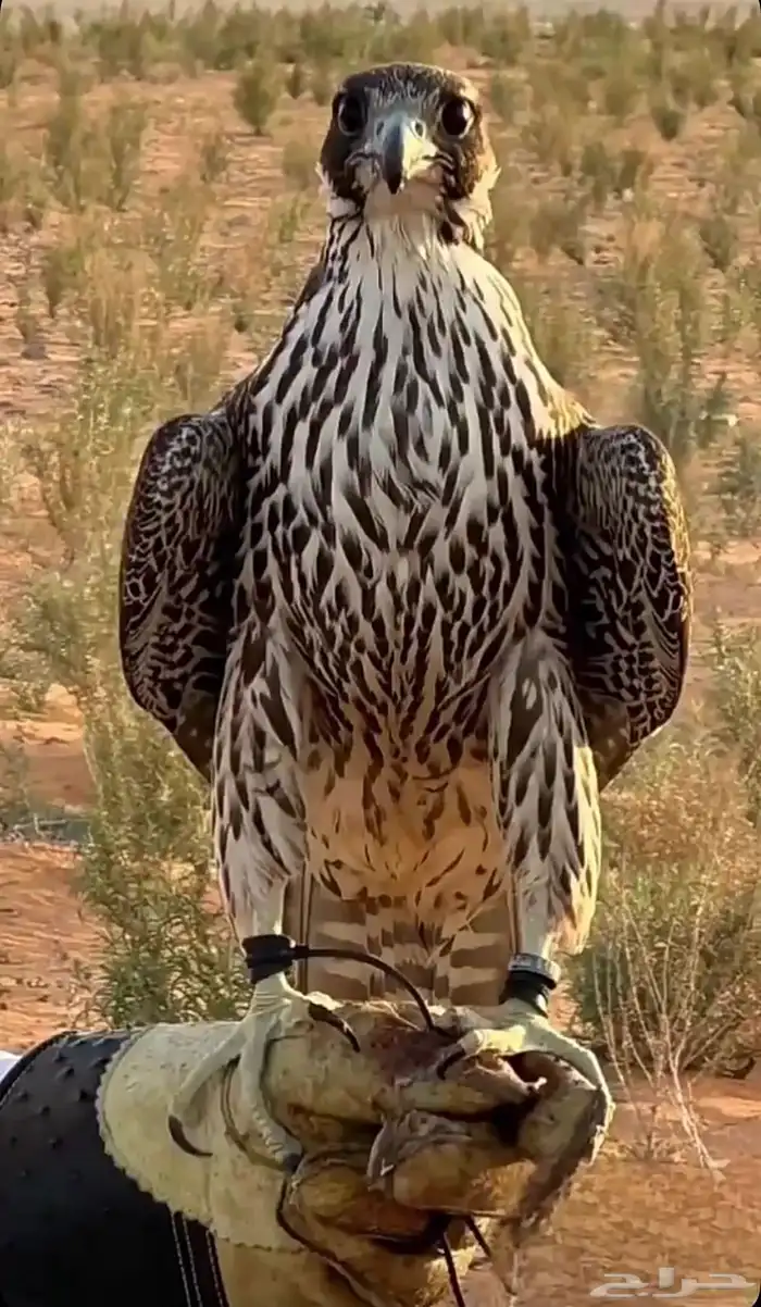 مطلوب موصل حمام ودواجن من القصيم للحفر 0