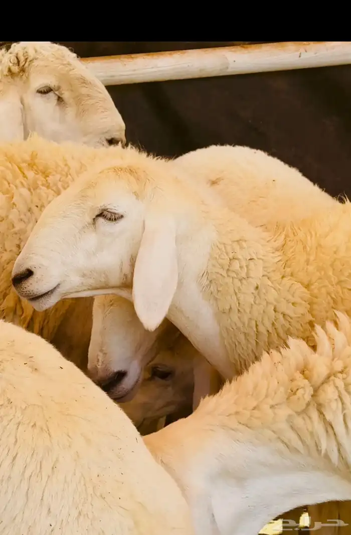 رخال حريه صنف الصنف فواخر تم البيعع 0