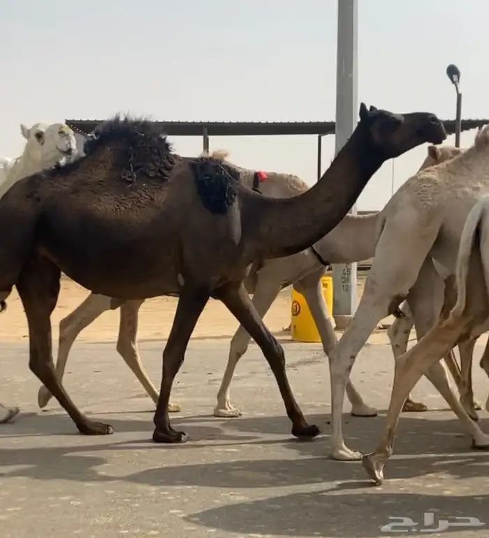 مجهم لقحه ثنيه طيبه لها في القاح 10 شهور 0