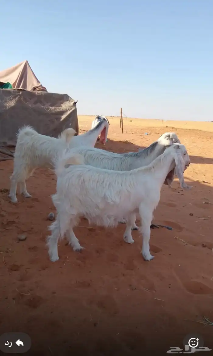 جفرات بيض خصم طيبه 6
