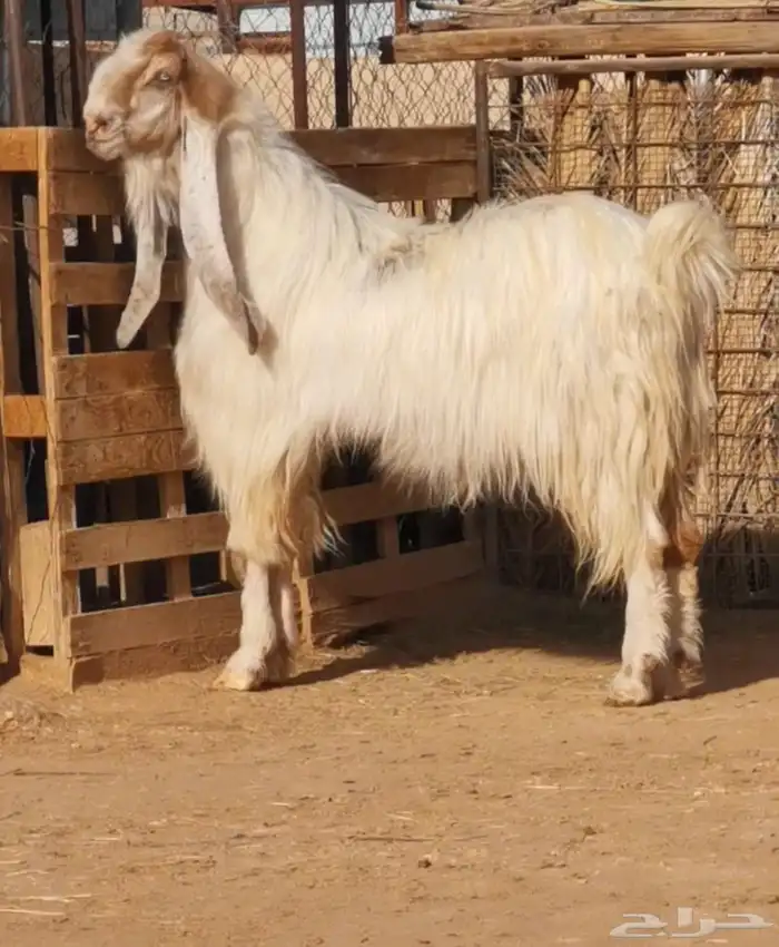 تيس مطور 0
