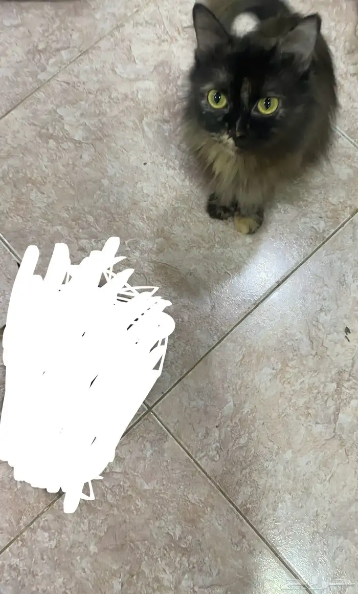 قطه وابنها الاشقر 3