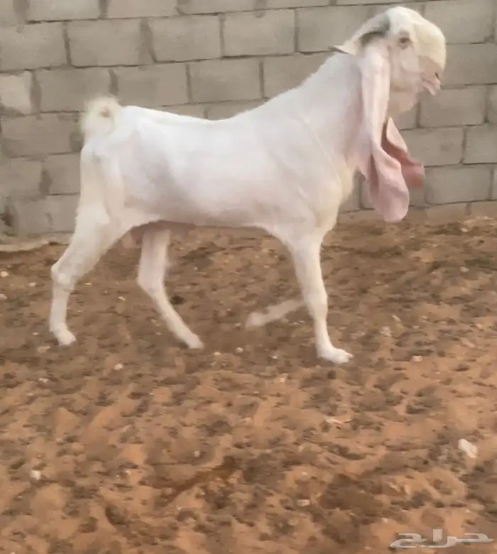 فحل تيس مطور ابيض ابرص 1