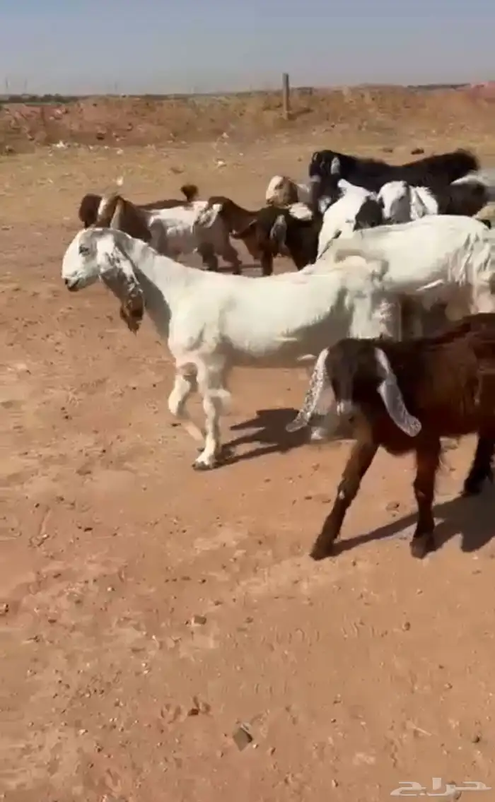 جفار مشاريك مصري وقبرصي 0