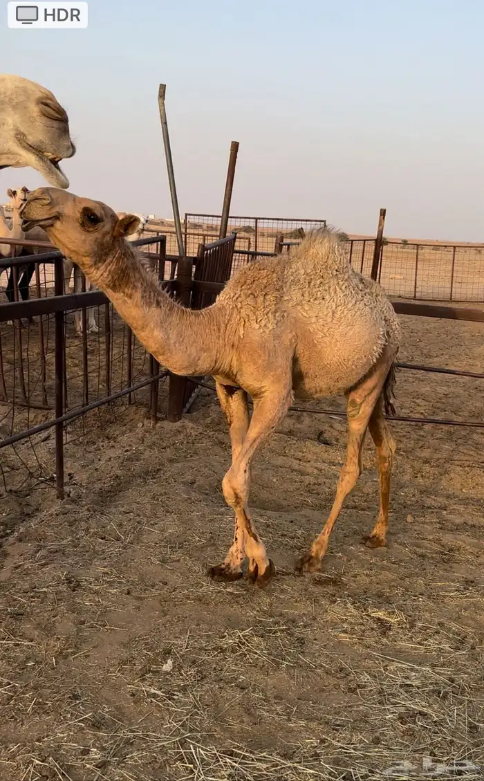 بكره عونيه طيبه 0