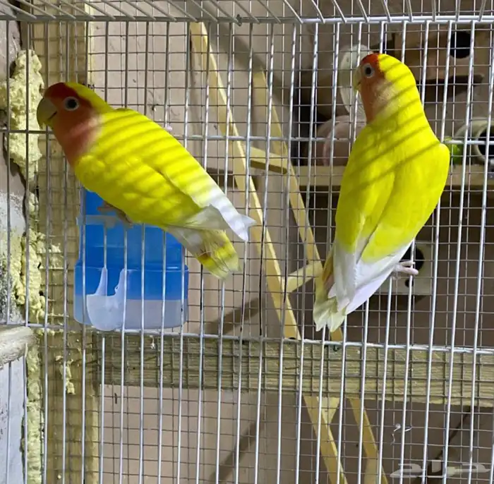 جوز روز لاتينو 0