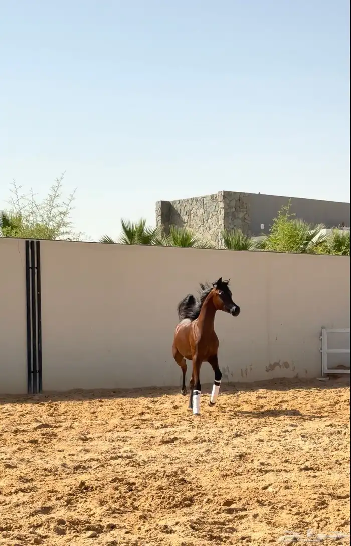 متوفر ايواء خيل الرياض ( ديراب ) خلف مركز الملك عبدالعزيز 4