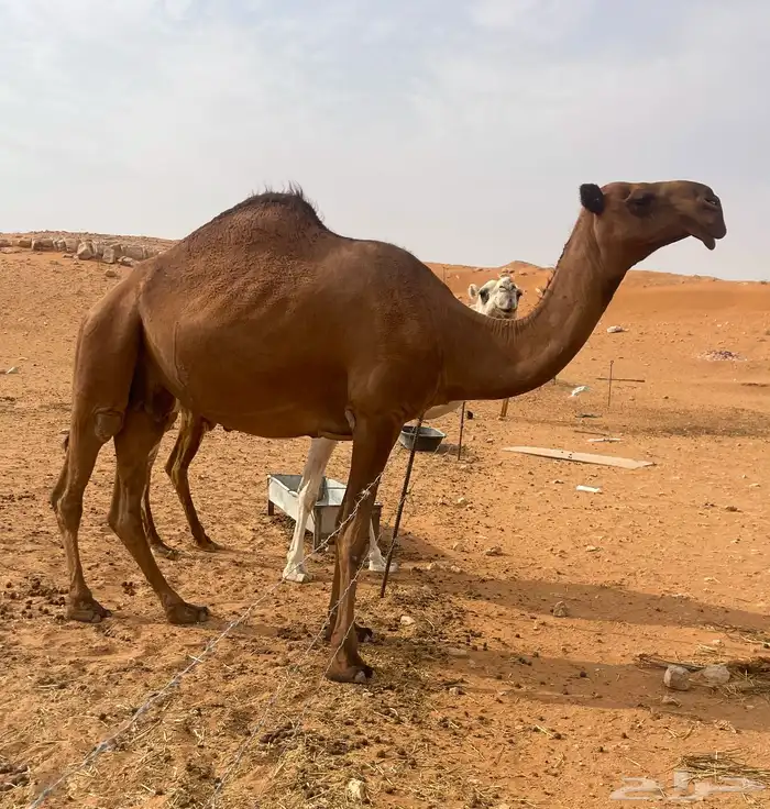 شعلا لقحه بداوه عسره 0