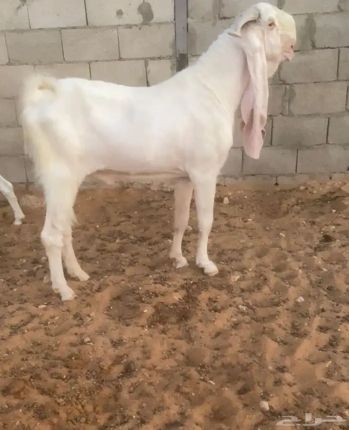 فحل تيس مطور ابيض ابرص 0