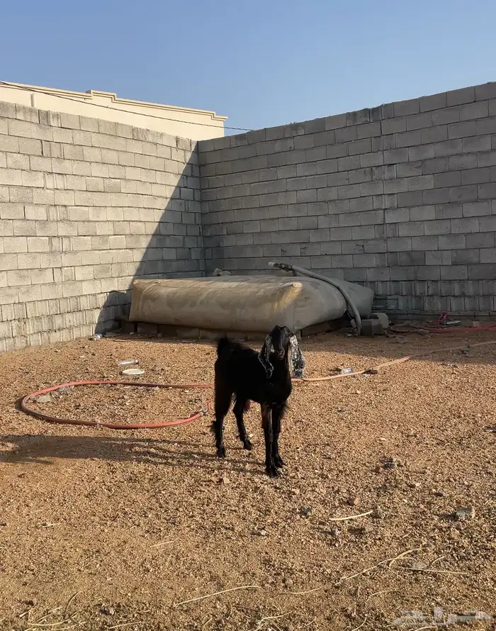 جفار عارضيات 0