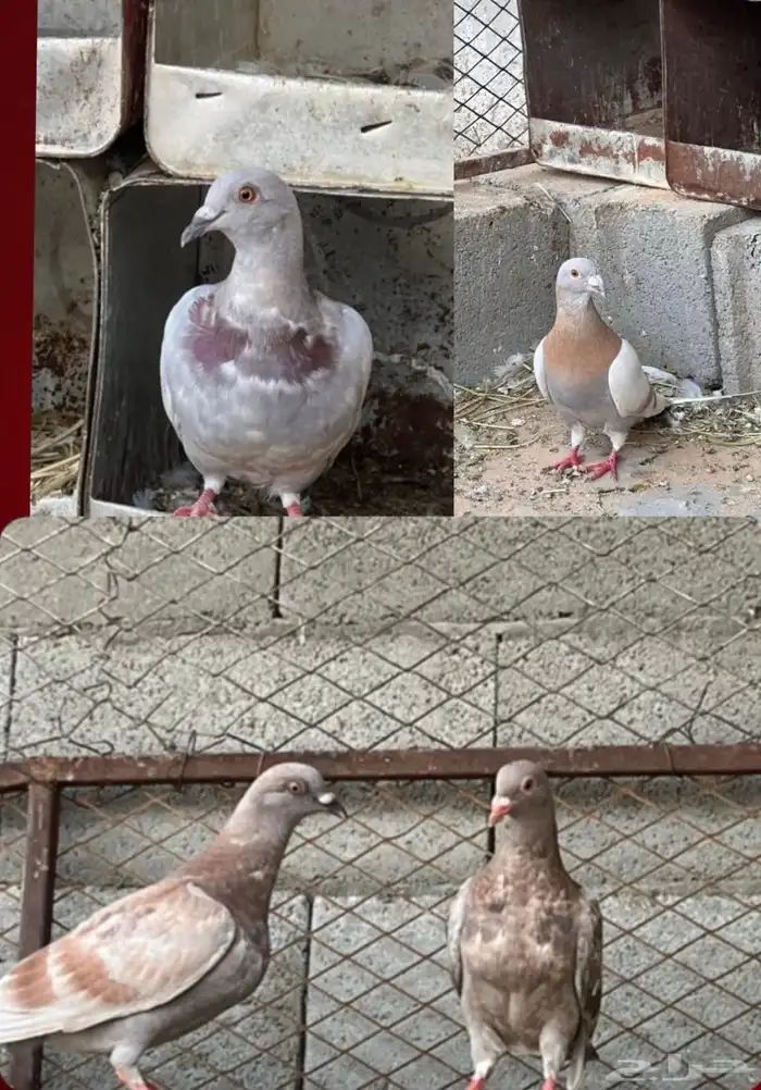 حمام للبيع الموقع القريات 0