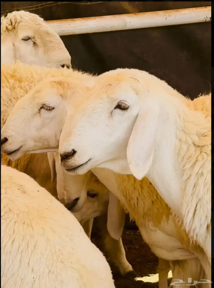 رخال حريه صنف الصنف فواخر تم البيعع 1