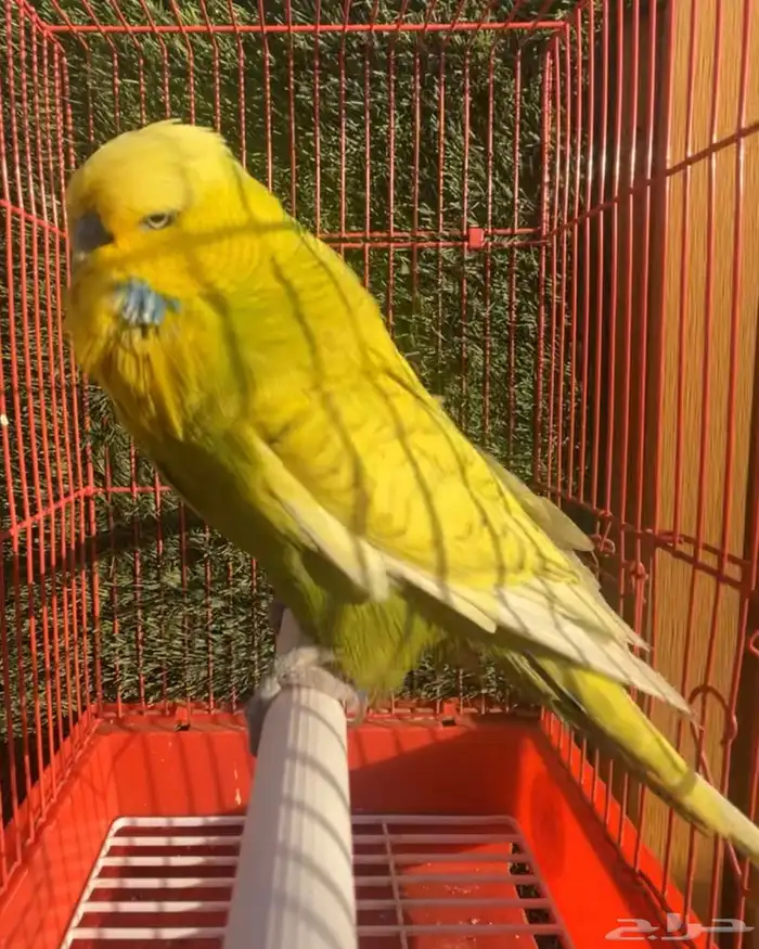 بادجي ( طير حب) انجليزي 2