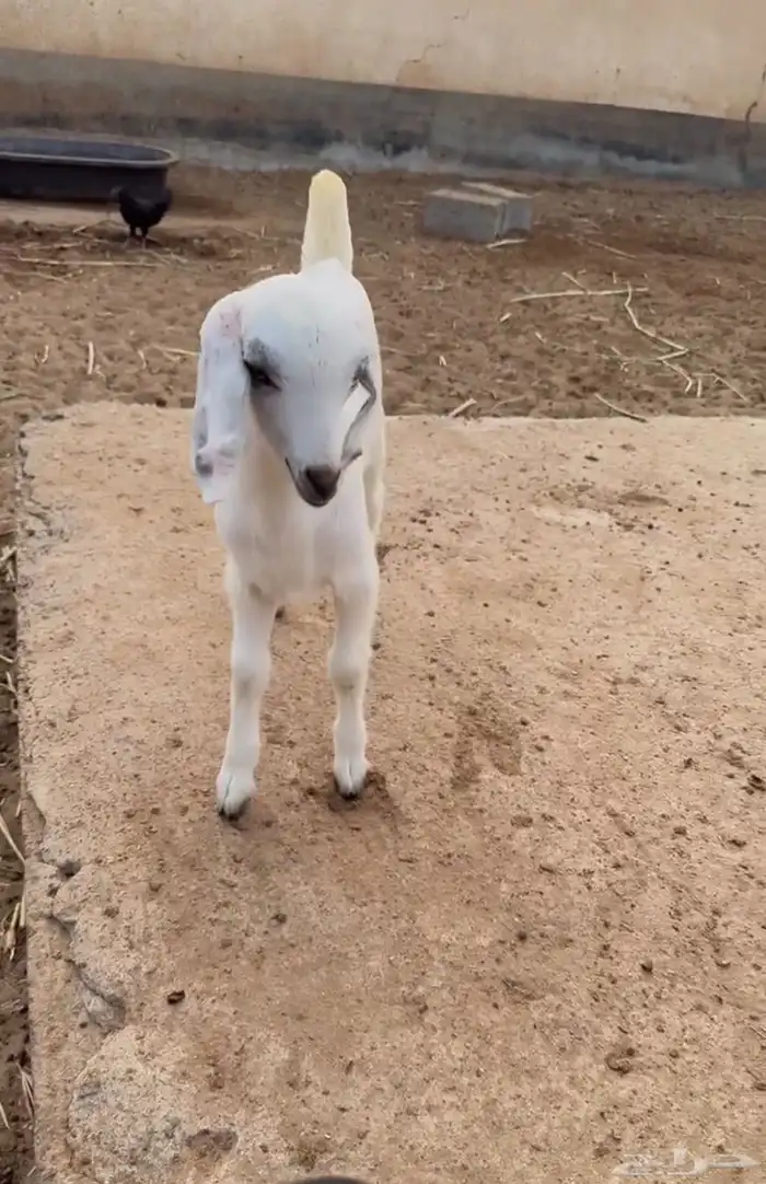 تيس فحل اجم 4