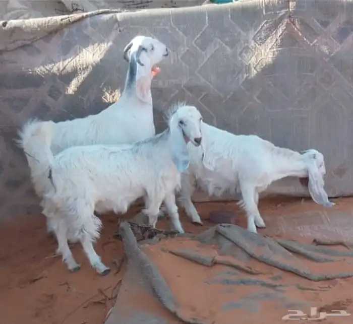 جفرات بيض خصم طيبه 2