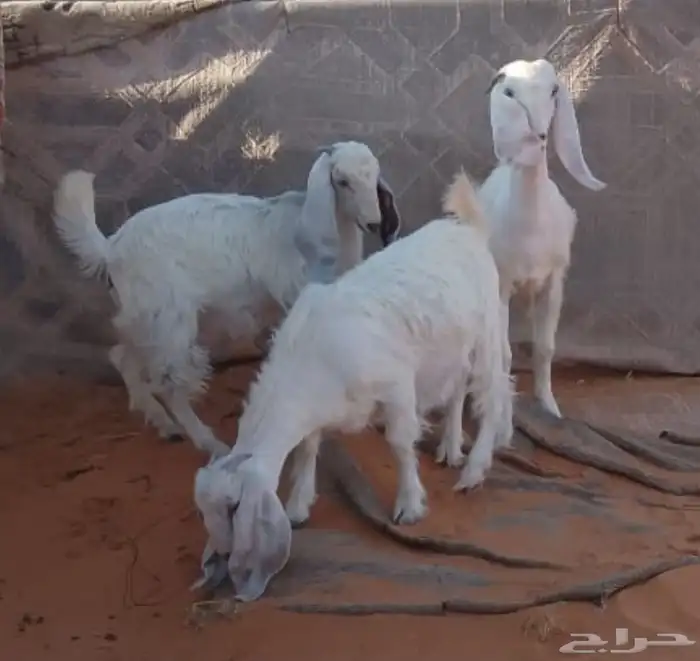 جفرات بيض خصم طيبه 3