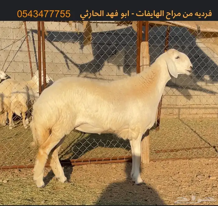 رخل فرديه فاخره صنف الصنف تمم البيعع 0