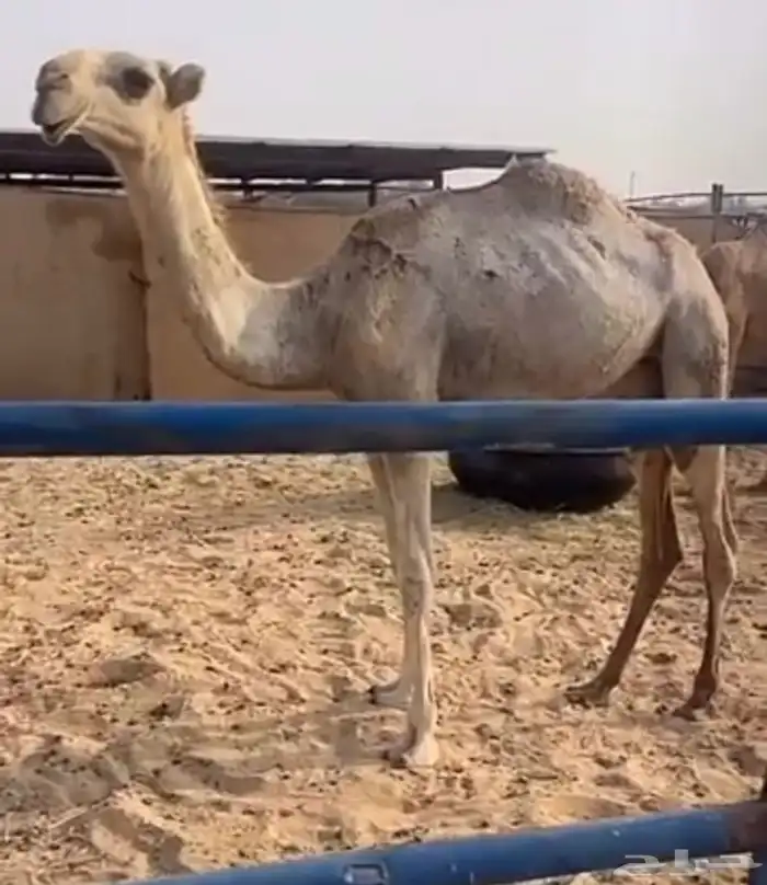 حواره تروح مفروده 0