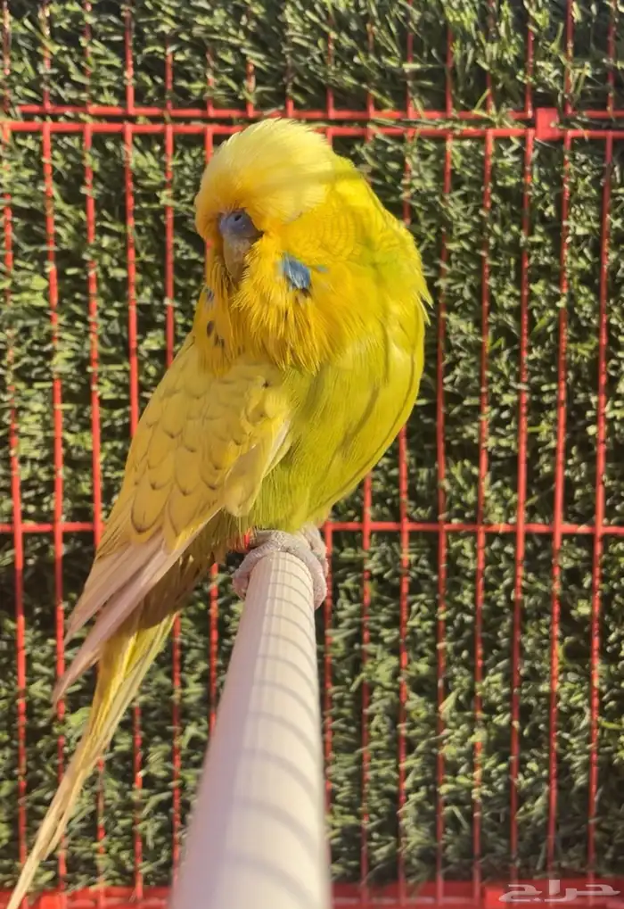 بادجي ( طير حب) انجليزي 3