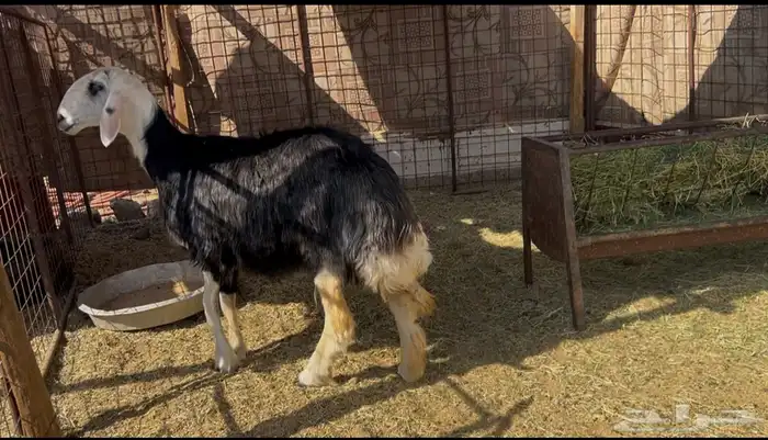 للبيع شاه حايل نجديه صنف جبره وفروع وفل شحم 0