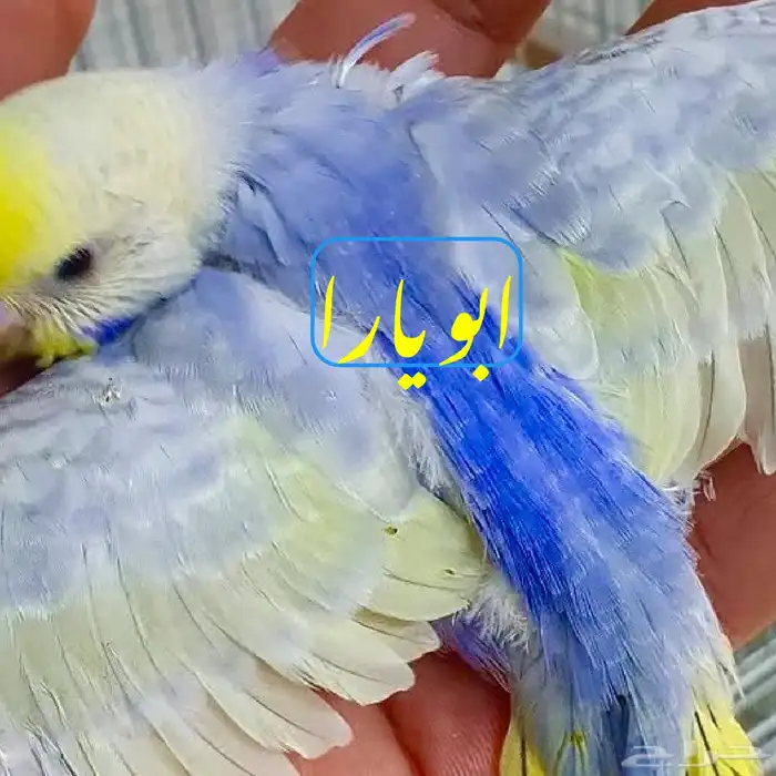 جوز رينبو منتج 2