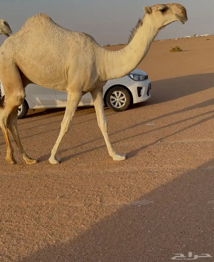 للبيع قعود 2