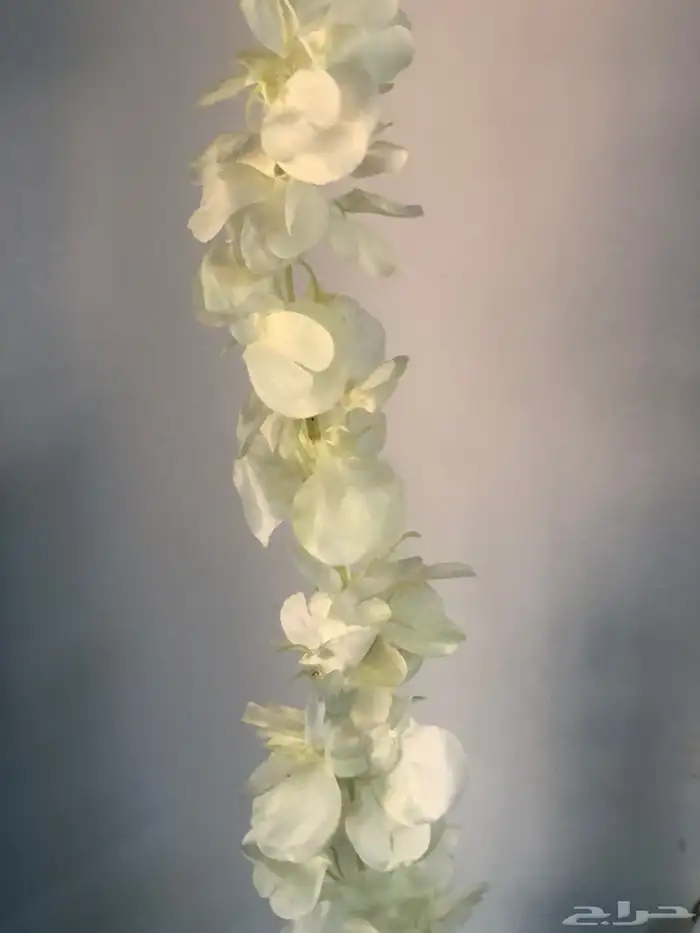 ورد حفلات 3