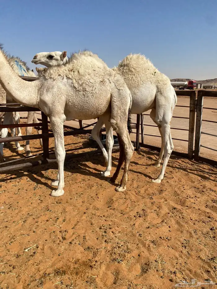 قعدان قصب 0