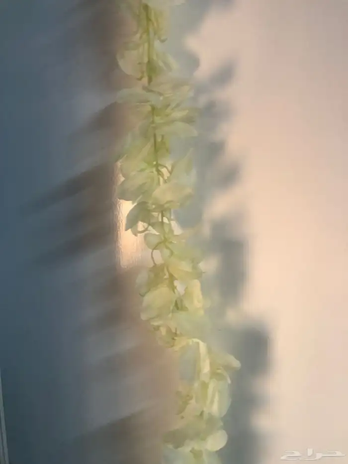 ورد حفلات 1