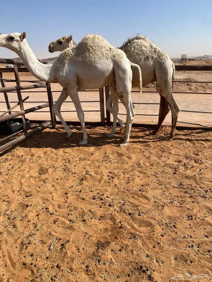 قعدان قصب 2