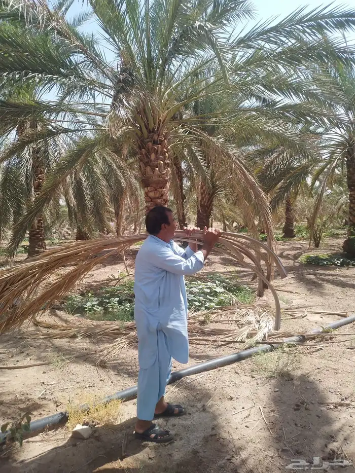 صيانة وتنظيف المزارع 0