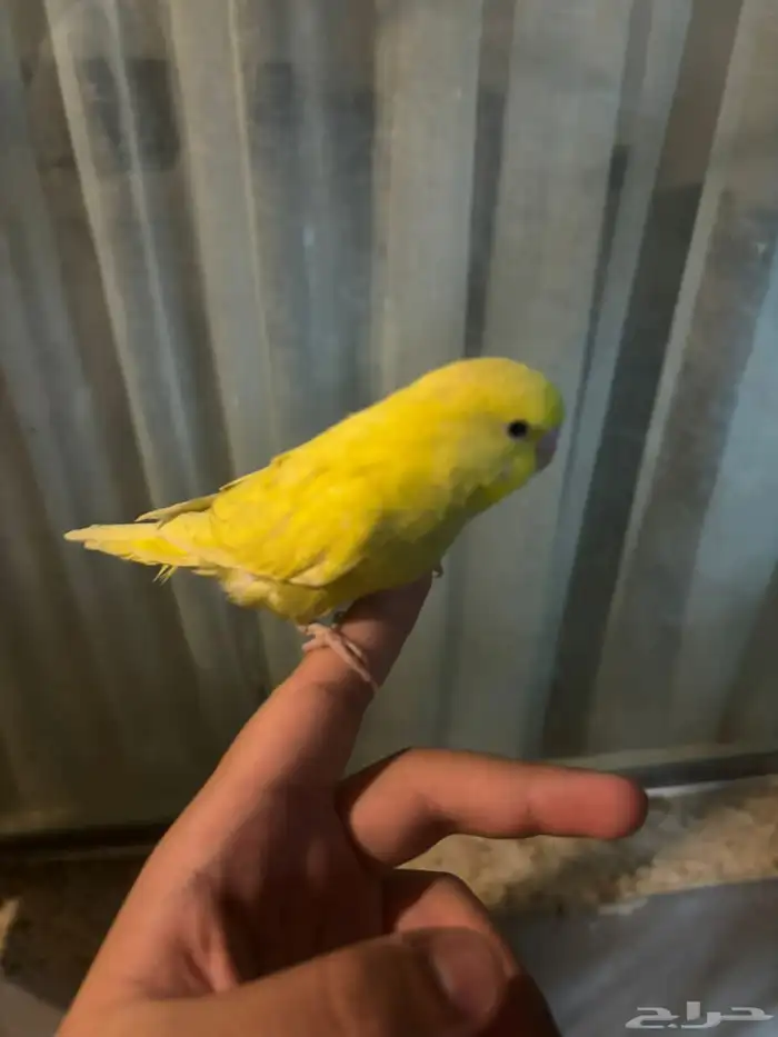 باجي اليف به خواف 0
