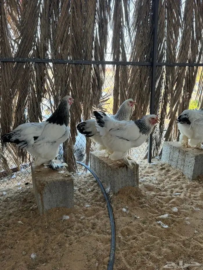 دجاج براهما كولمبي بياض 3