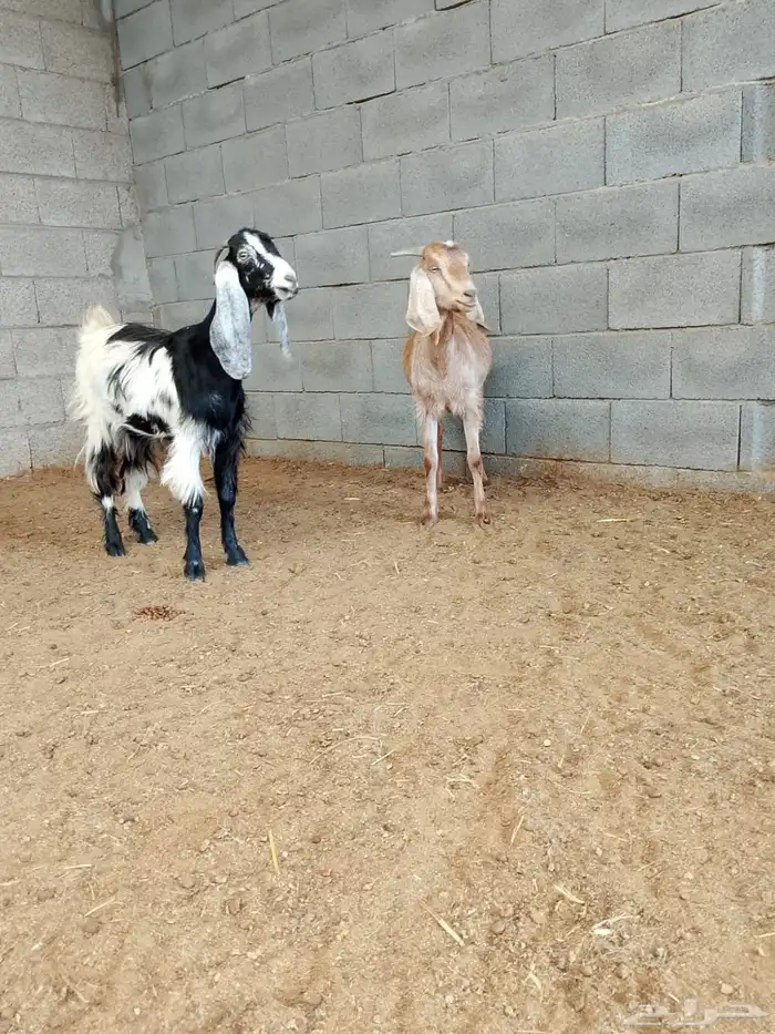( تم البيع ) عنزين دحيوية 3