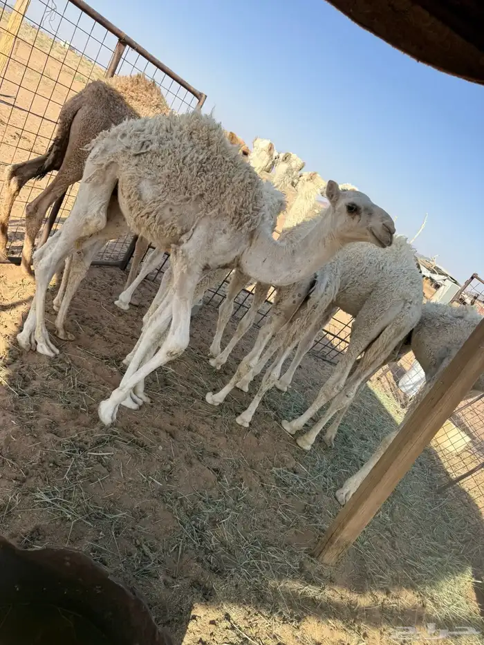 حشو تربيه 0