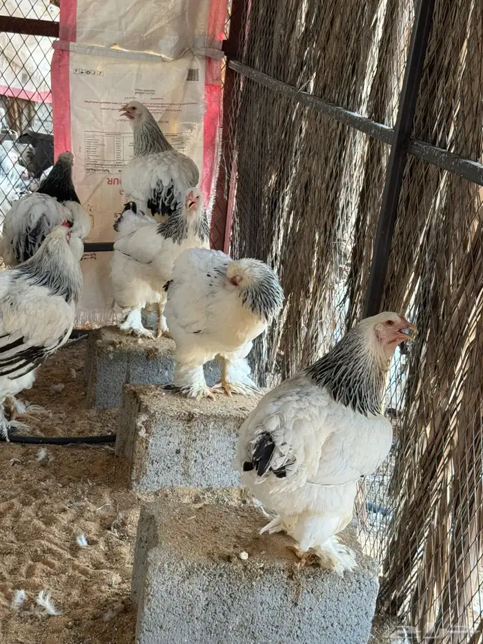 دجاج براهما كولمبي بياض 4