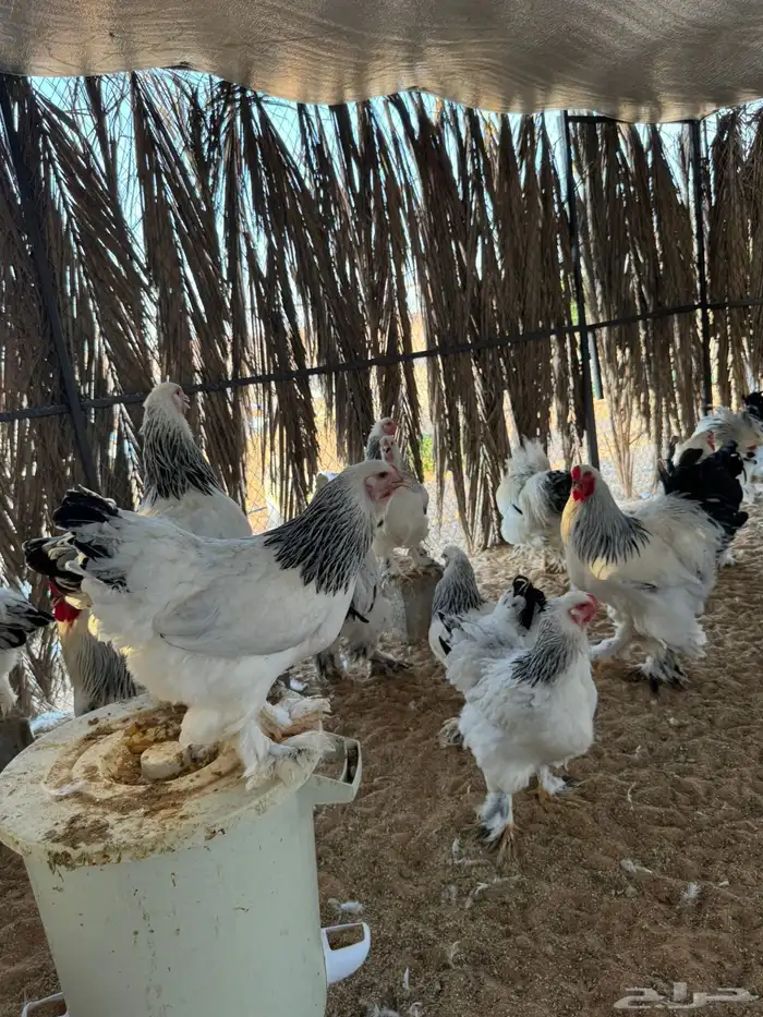 دجاج براهما كولمبي بياض 0