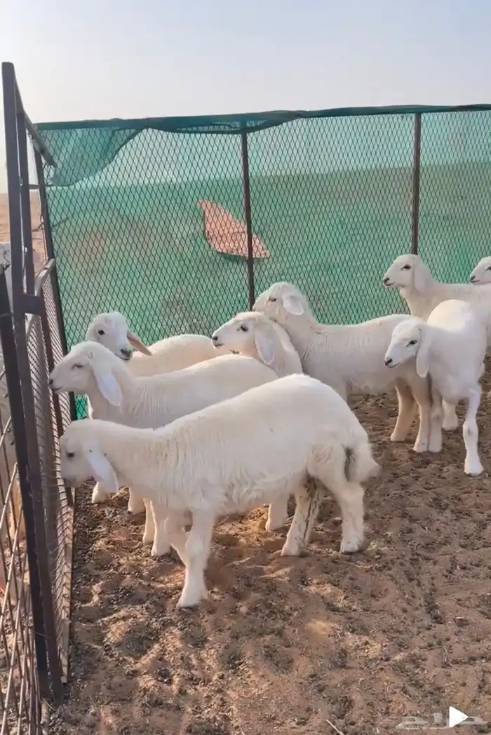 ذبايح حري نجدي 1