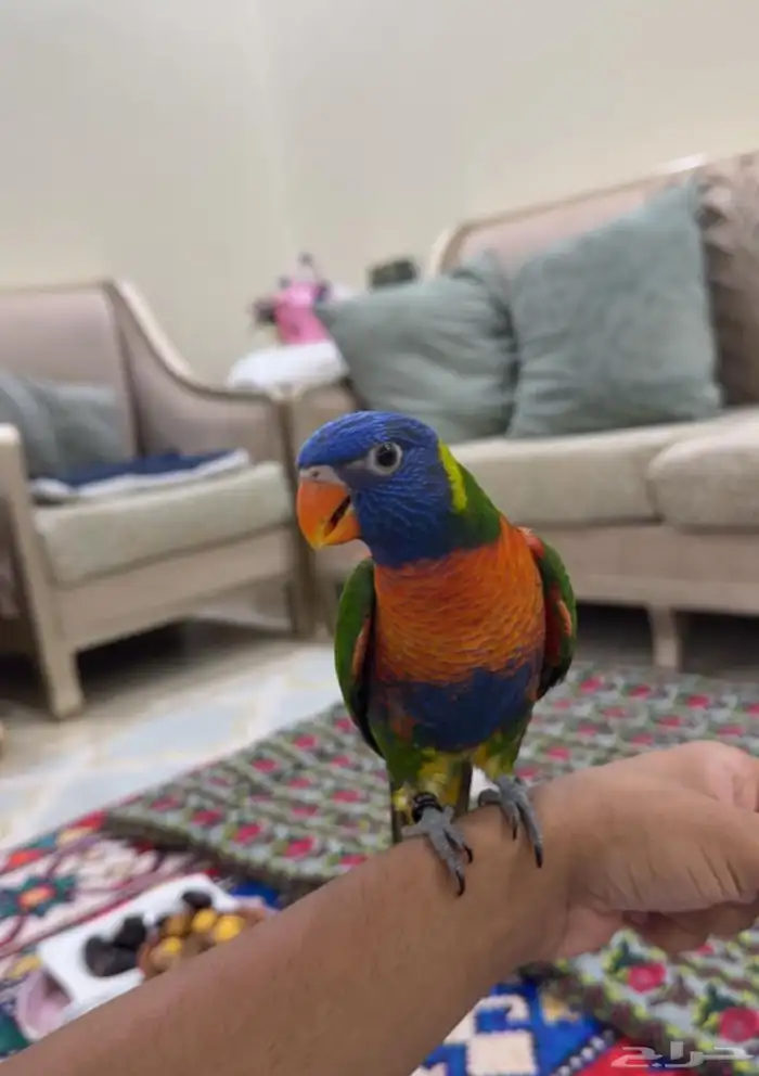 ببغاء اللوري 1