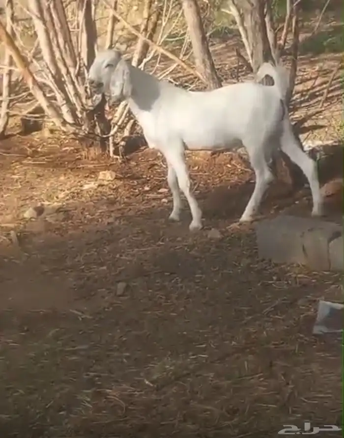 تيس مقفل ذبيحه 0