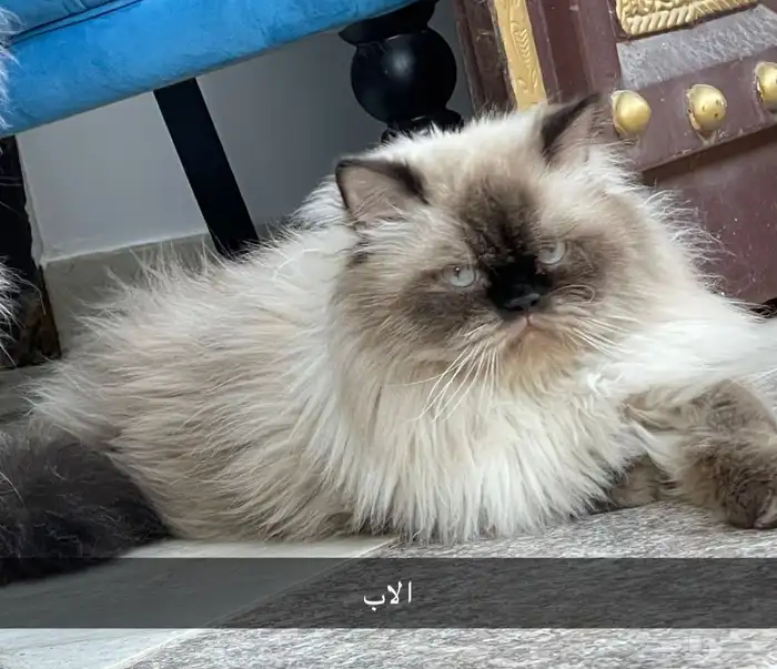 قطط شيرازي هملايا 2