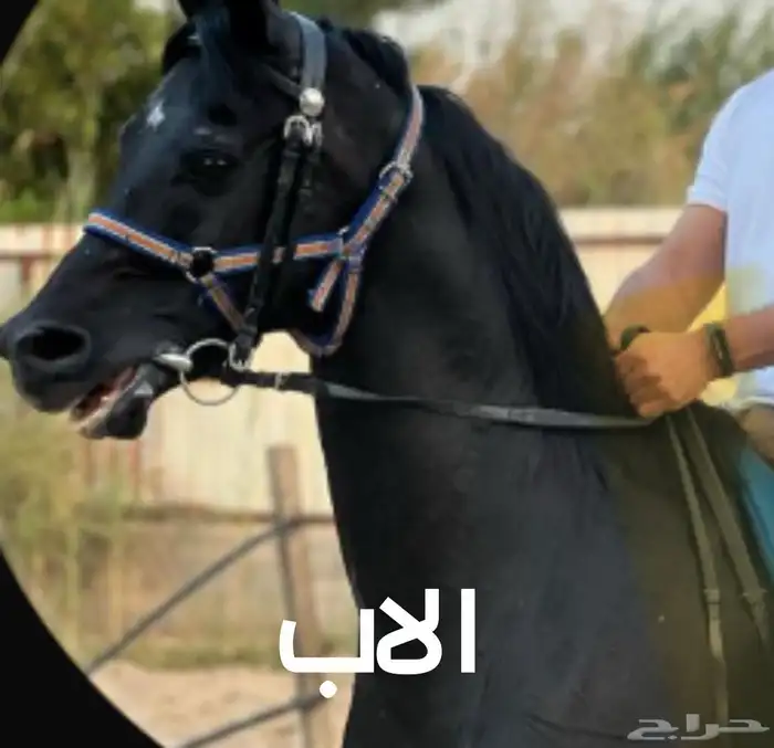 مهر مصري بيور 2