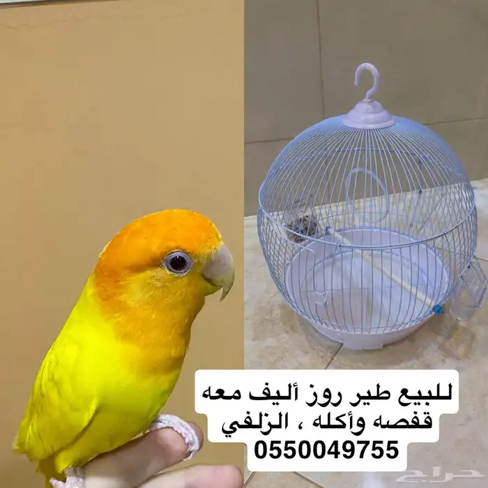 طير روز أليف 0